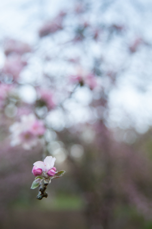 NATURE--10