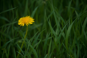 NATURE--11