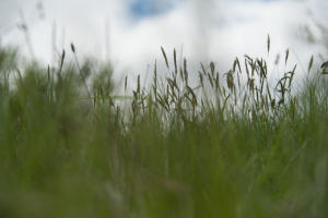 NATURE--12