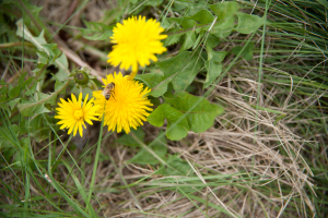 NATURE--14