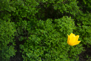 NATURE--25