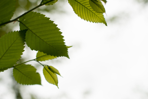 NATURE--26