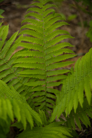 NATURE--30