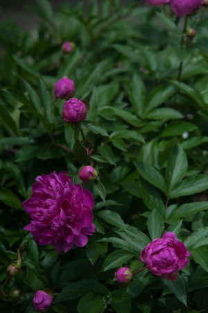 NATURE--33