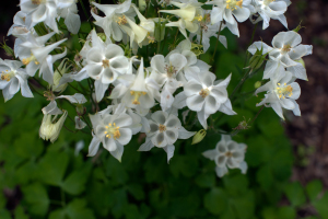NATURE--34