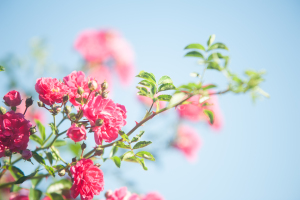 NATURE--35