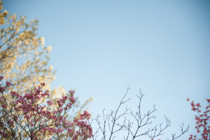 NATURE--4