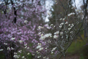 NATURE--8